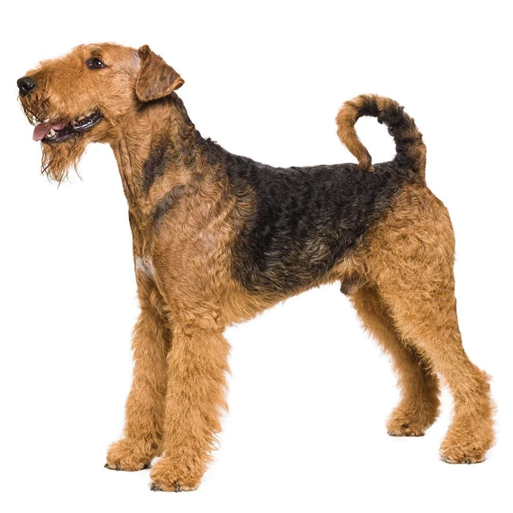 airedale terrier puppies for sale