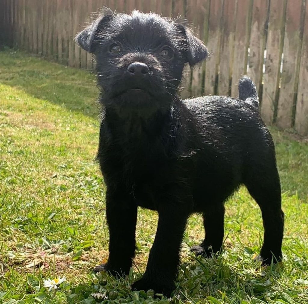 patterdale terrier puppies for sale