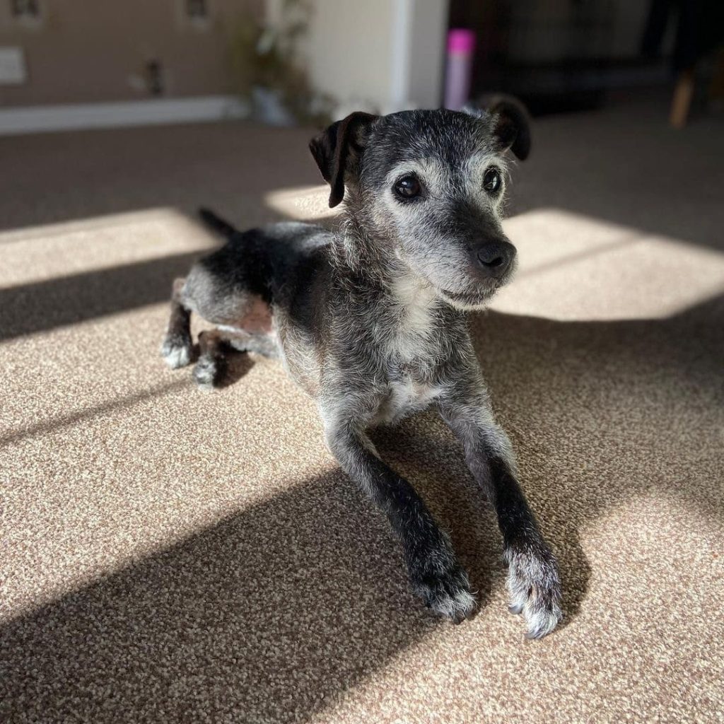 patterdale terrier puppies for sale