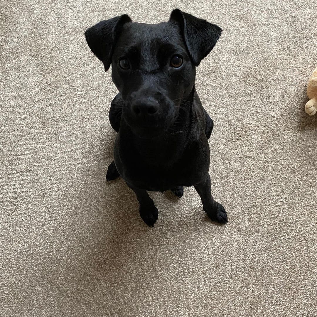 patterdale terrier puppies for sale