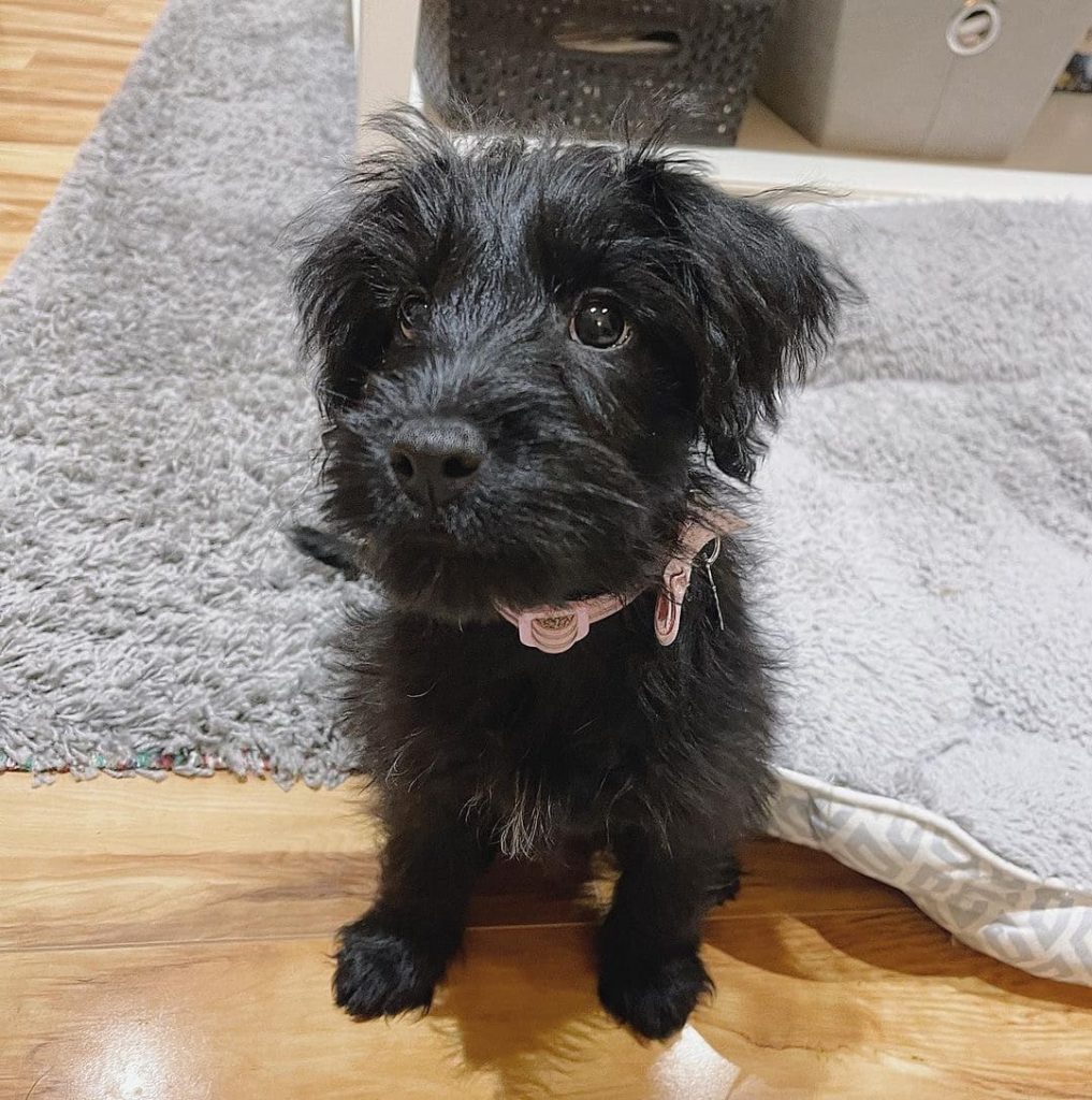 patterdale terrier puppies for sale near me
