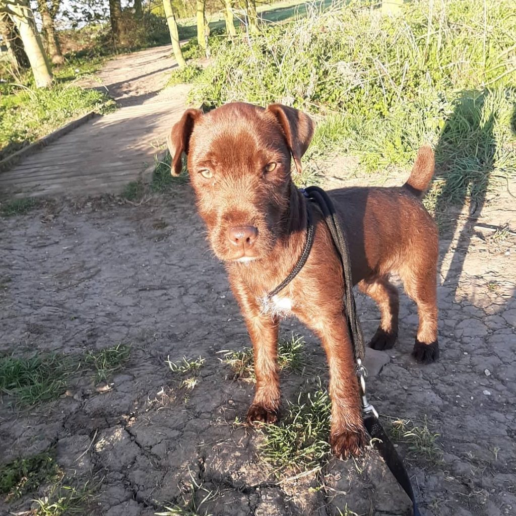 patterdale terrier puppies for sale near me
