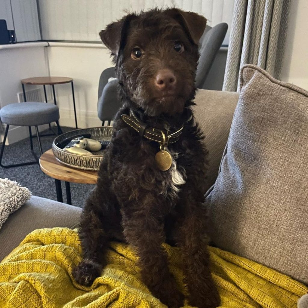 patterdale terrier puppies for sale near me
