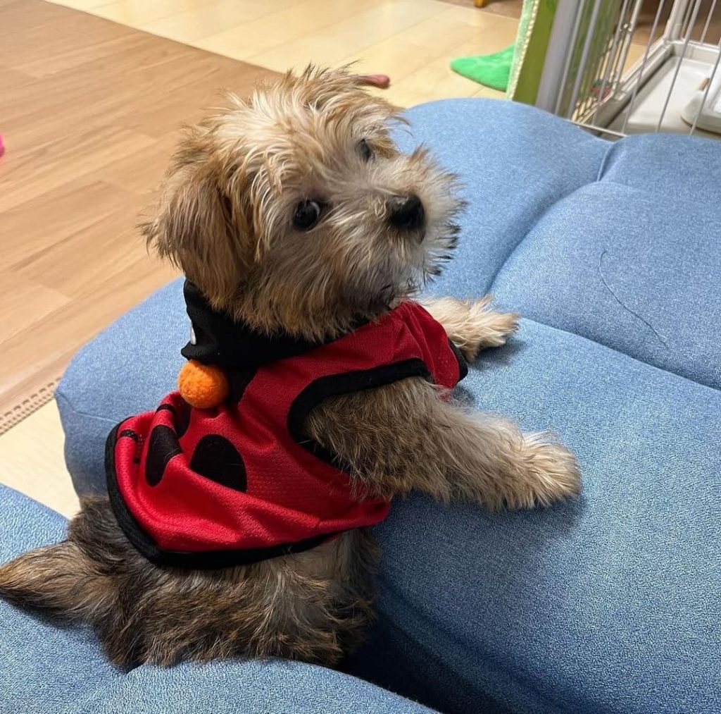 Norfolk terrier norfolk terrier puppies for sale
