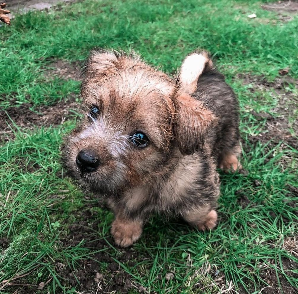 Norfolk terrier norfolk terrier puppies for sale