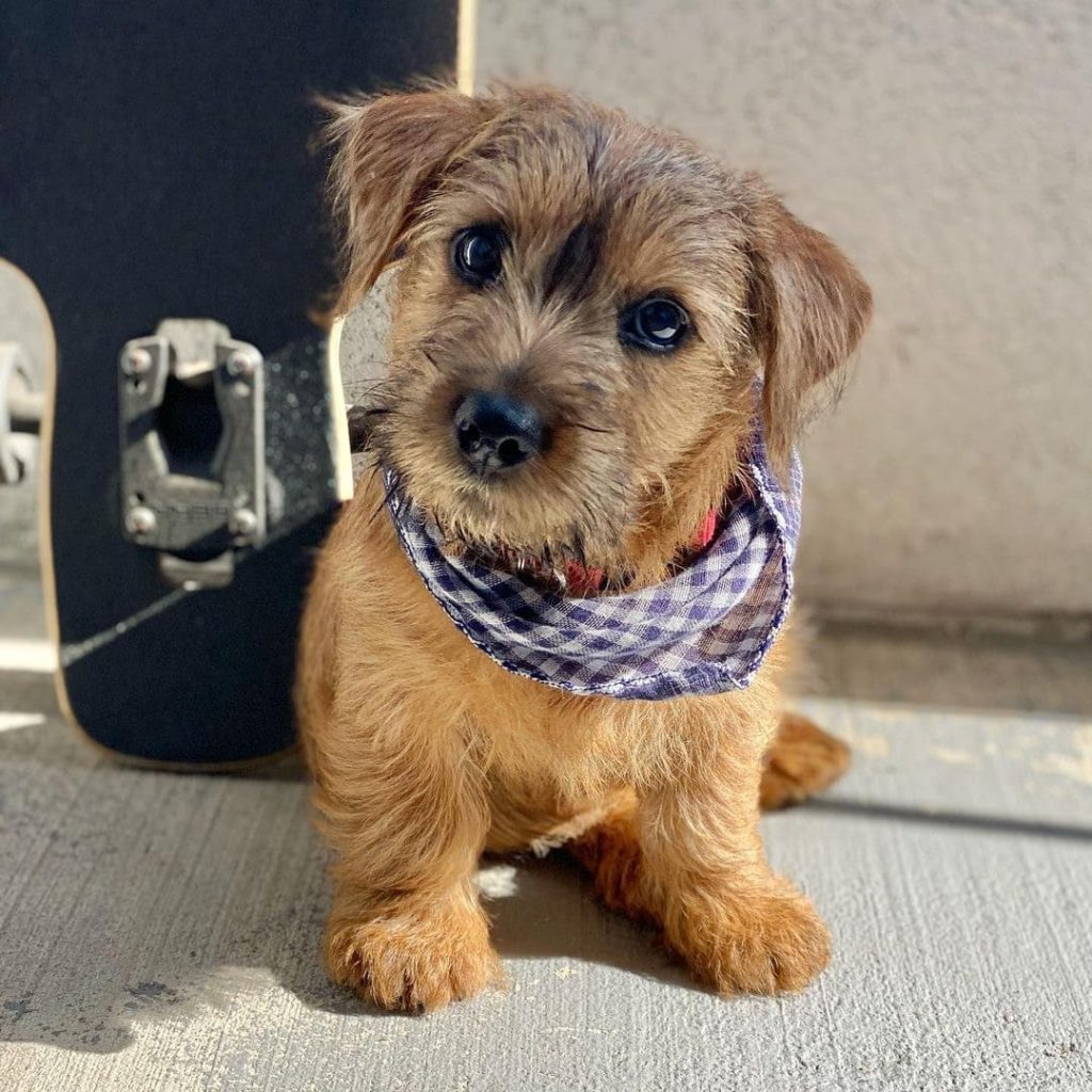 Norfolk terrier norfolk terrier puppies for sale