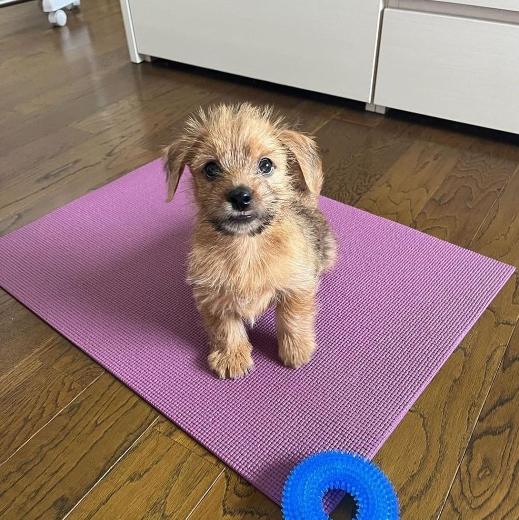 Norfolk terrier norfolk terrier puppies for sale near me