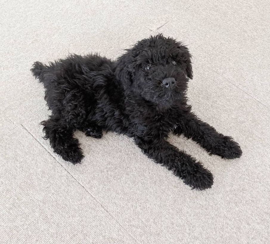 Kerry blue terrier kerry blue terrier puppies for sale