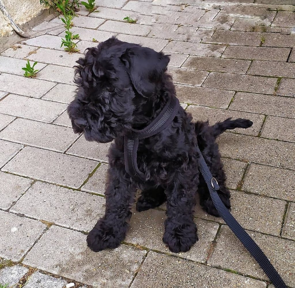 Kerry blue terrier kerry blue terrier puppies for sale