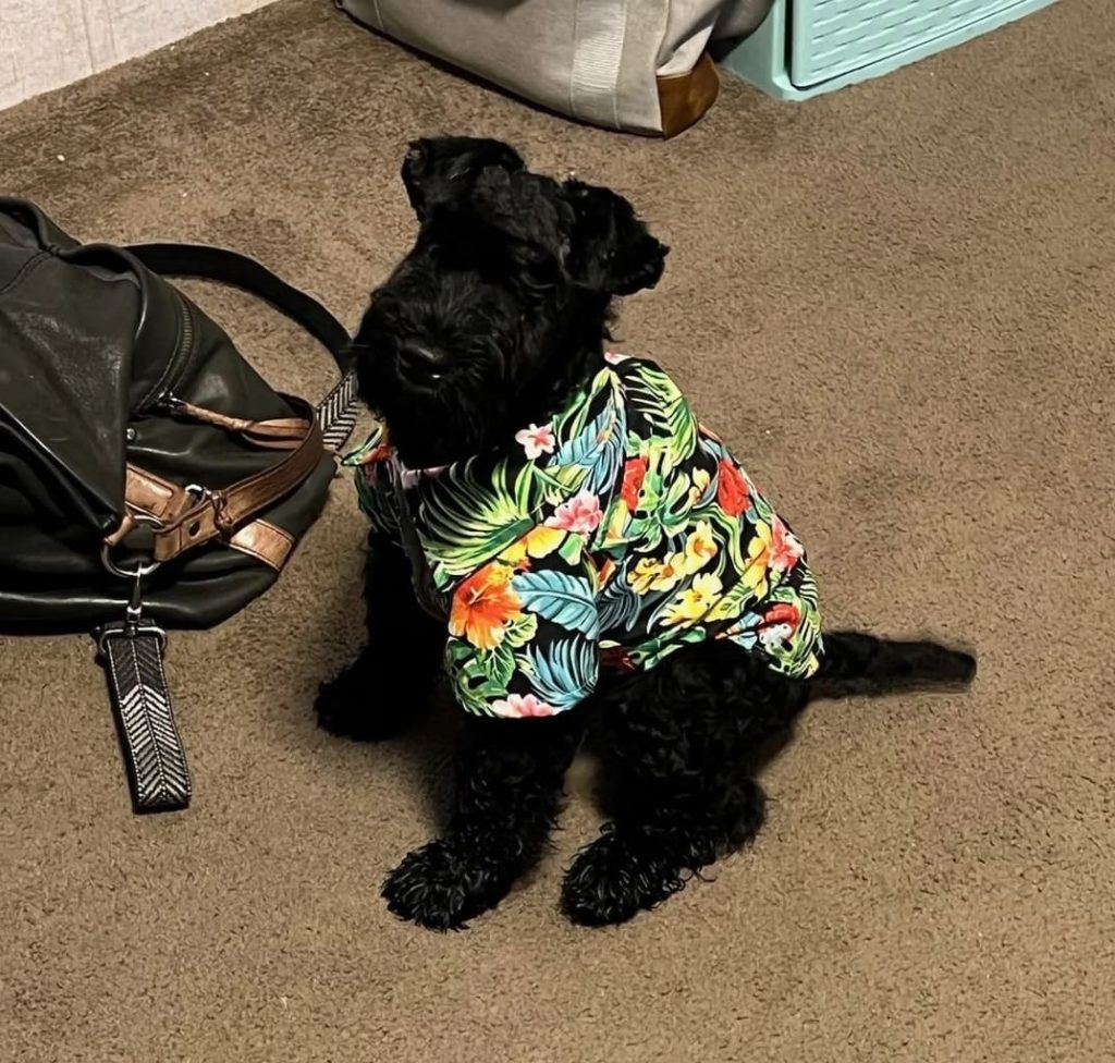 Kerry blue terrier kerry blue terrier puppies for sale near me