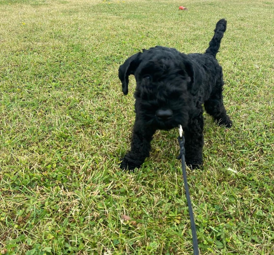 Kerry blue terrier IMG 3364