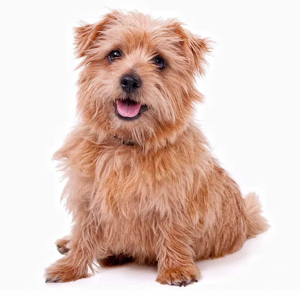 Norfolk terrier norfolk terrier puppies for sale