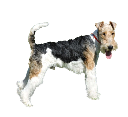 Wire Fox Terrier Side scaled removebg preview