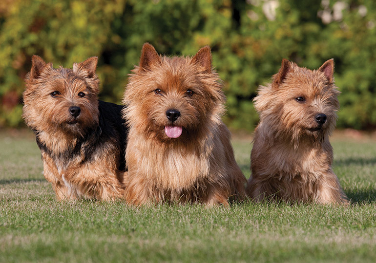 Norwich Terrier