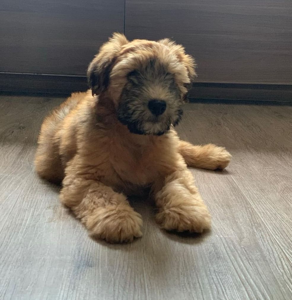 soft coated wheaten terrier puppies for sale