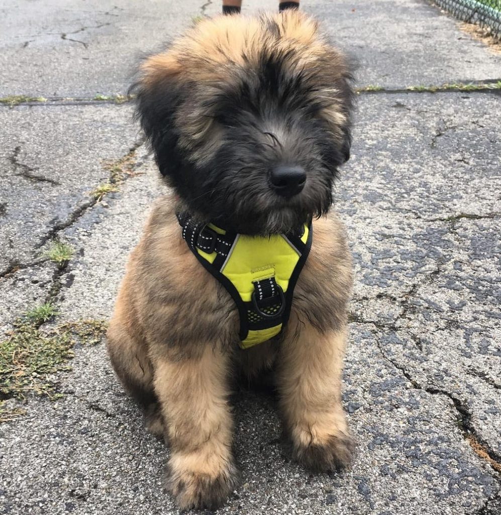 soft coated wheaten terrier puppies for sale