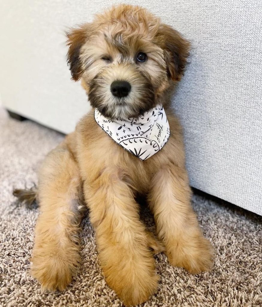 soft coated wheaten terrier puppies for sale near me
