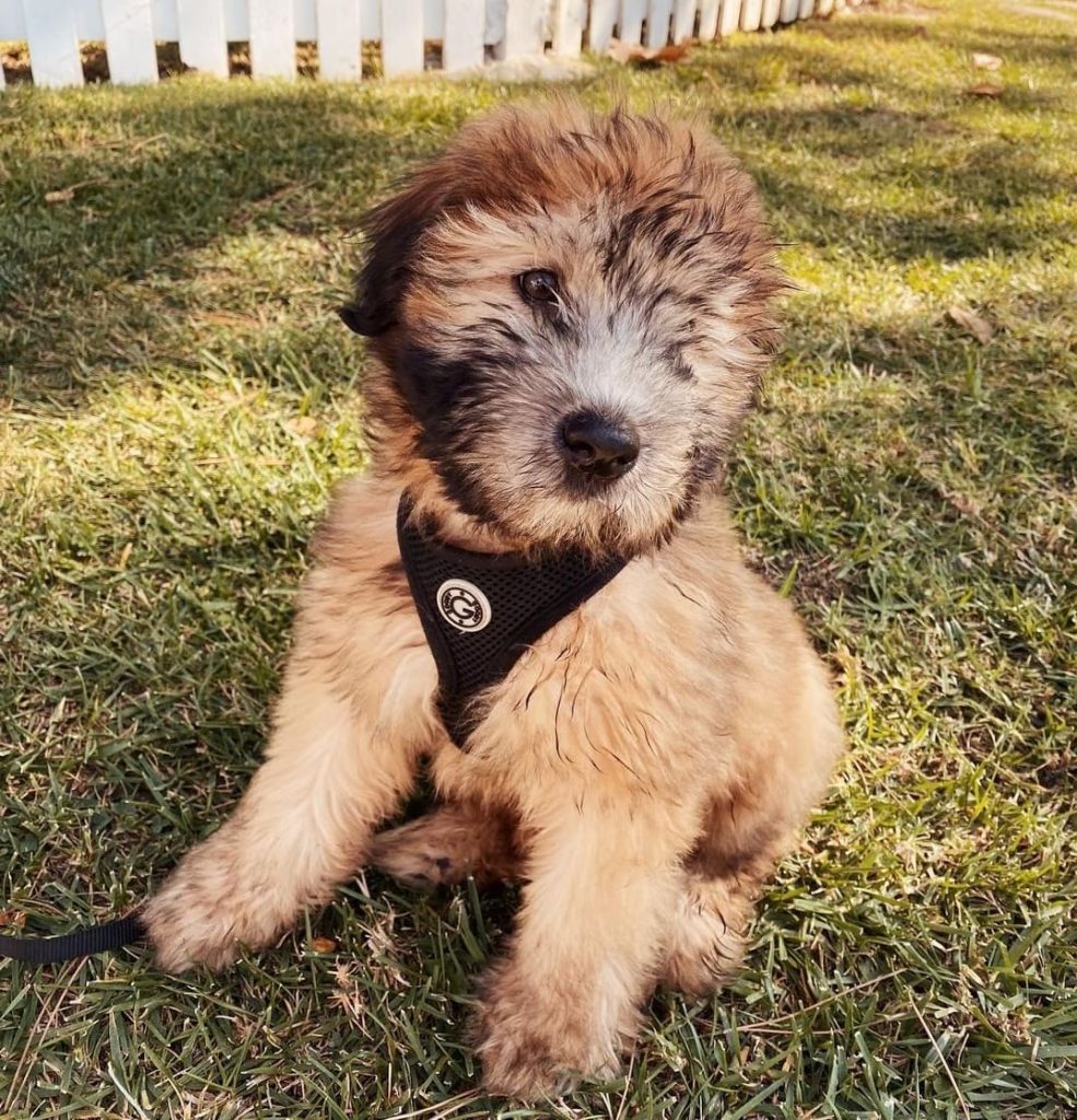 soft coated wheaten terrier puppies for sale