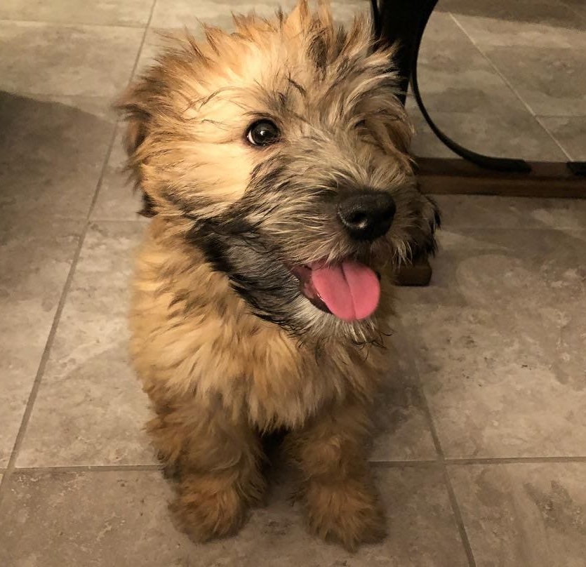 soft coated wheaten terrier puppies for sale near me
