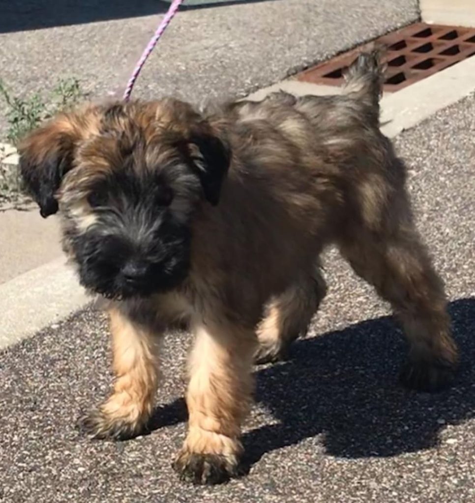 soft coated wheaten terrier puppies for sale near me
