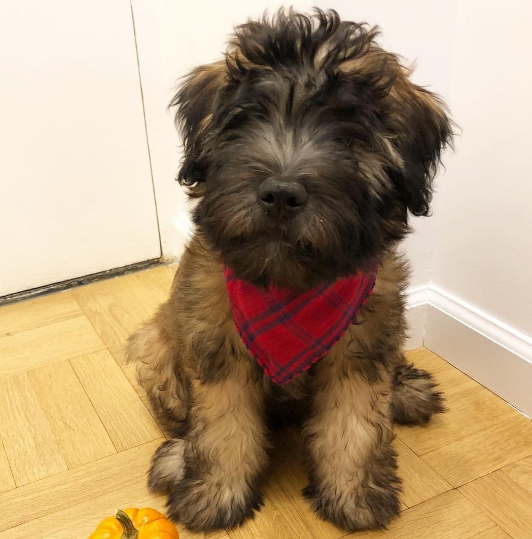 soft coated wheaten terrier puppies for sale near me
