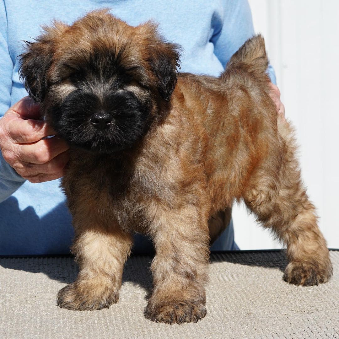 soft coated wheaten terrier pupies for sale near me