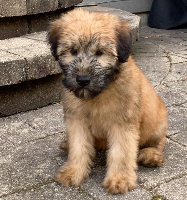 soft coated wheaten terrier puppies for sale near me
