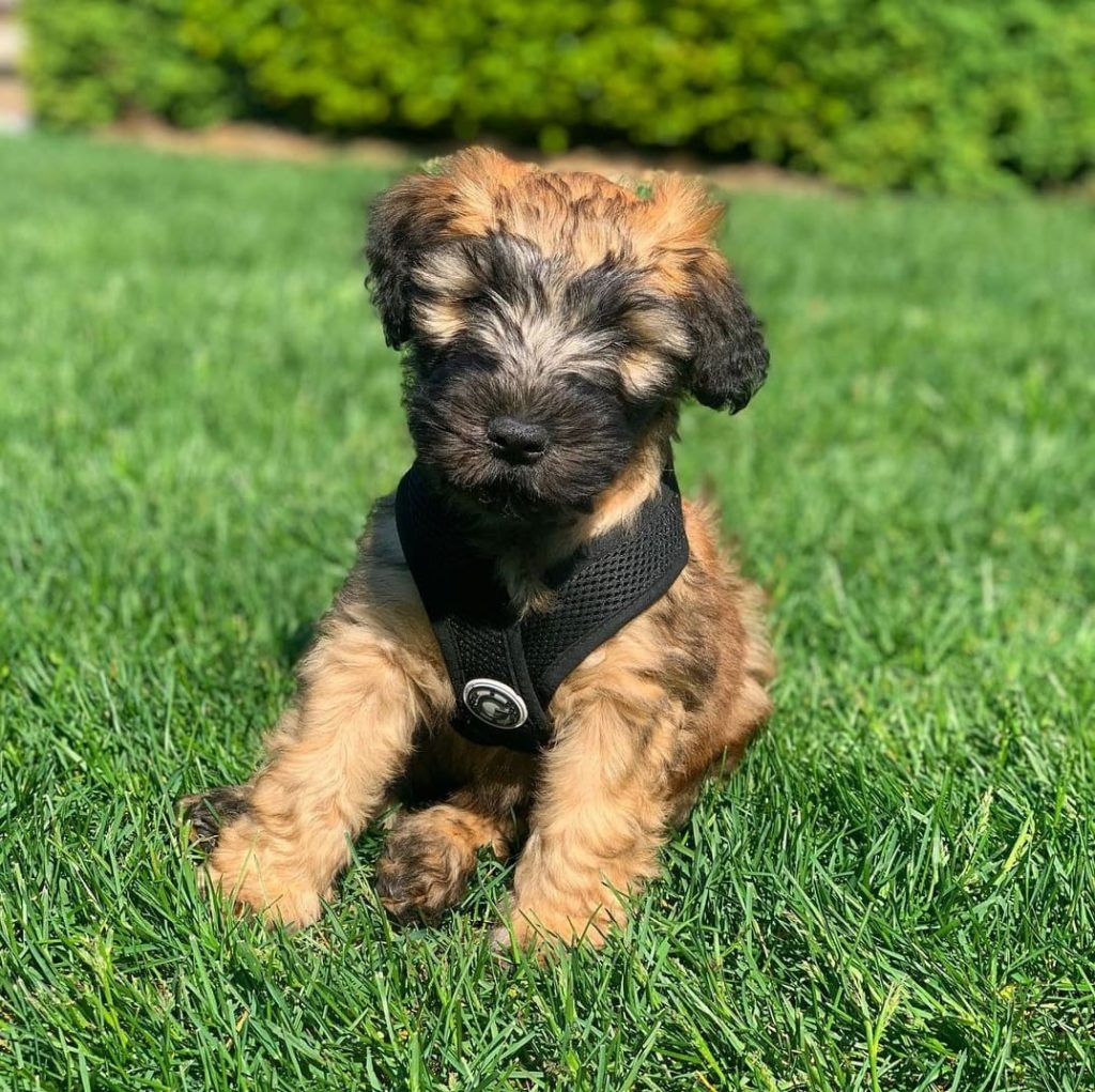 soft coated wheaten terrier puppies for sale