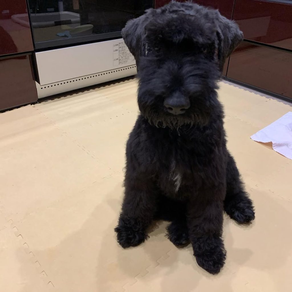 Kerry blue terrier snapinst.app 194469724 411918829805435 5540330106869409733 n 1080