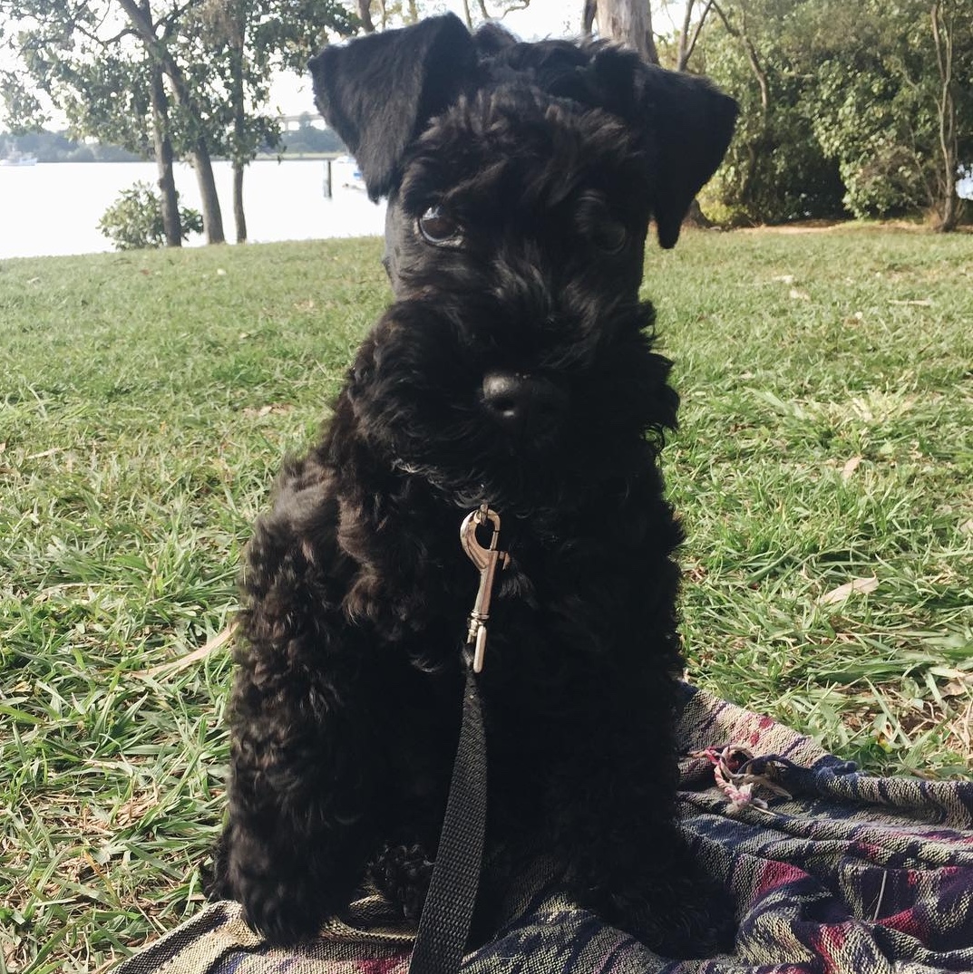 Kerry blue terrier snapinst.app 19764810 1632275390138690 1709000876154159104 n 1080