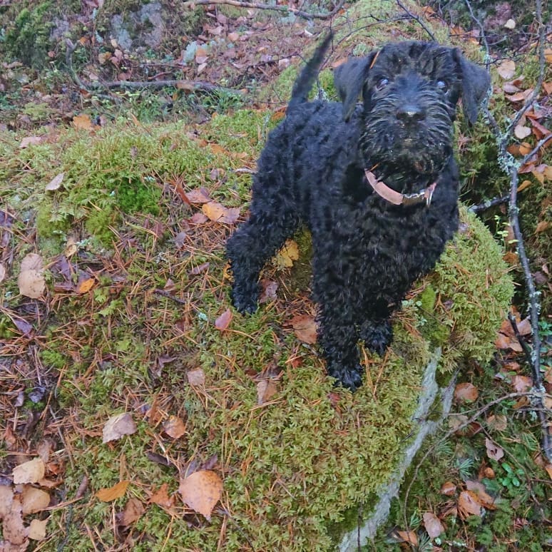 Kerry blue terrier snapinst.app 43770112 2213131728976677 550382522630930432 n 1080