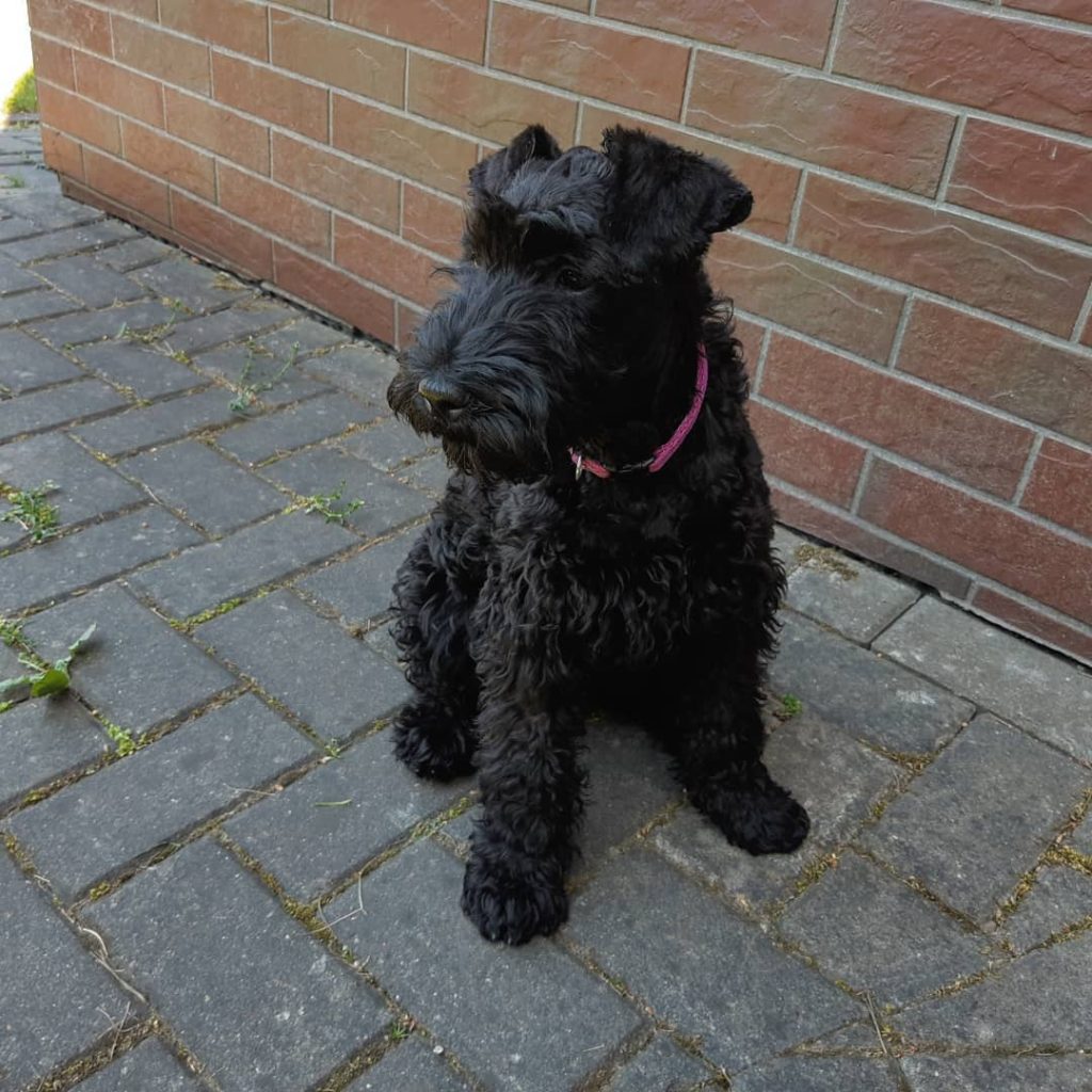 Kerry blue terrier snapinst.app 61424979 374665966529934 4700405551617984180 n 1080